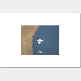 Ring-billed Gull In Flight Posters and Art